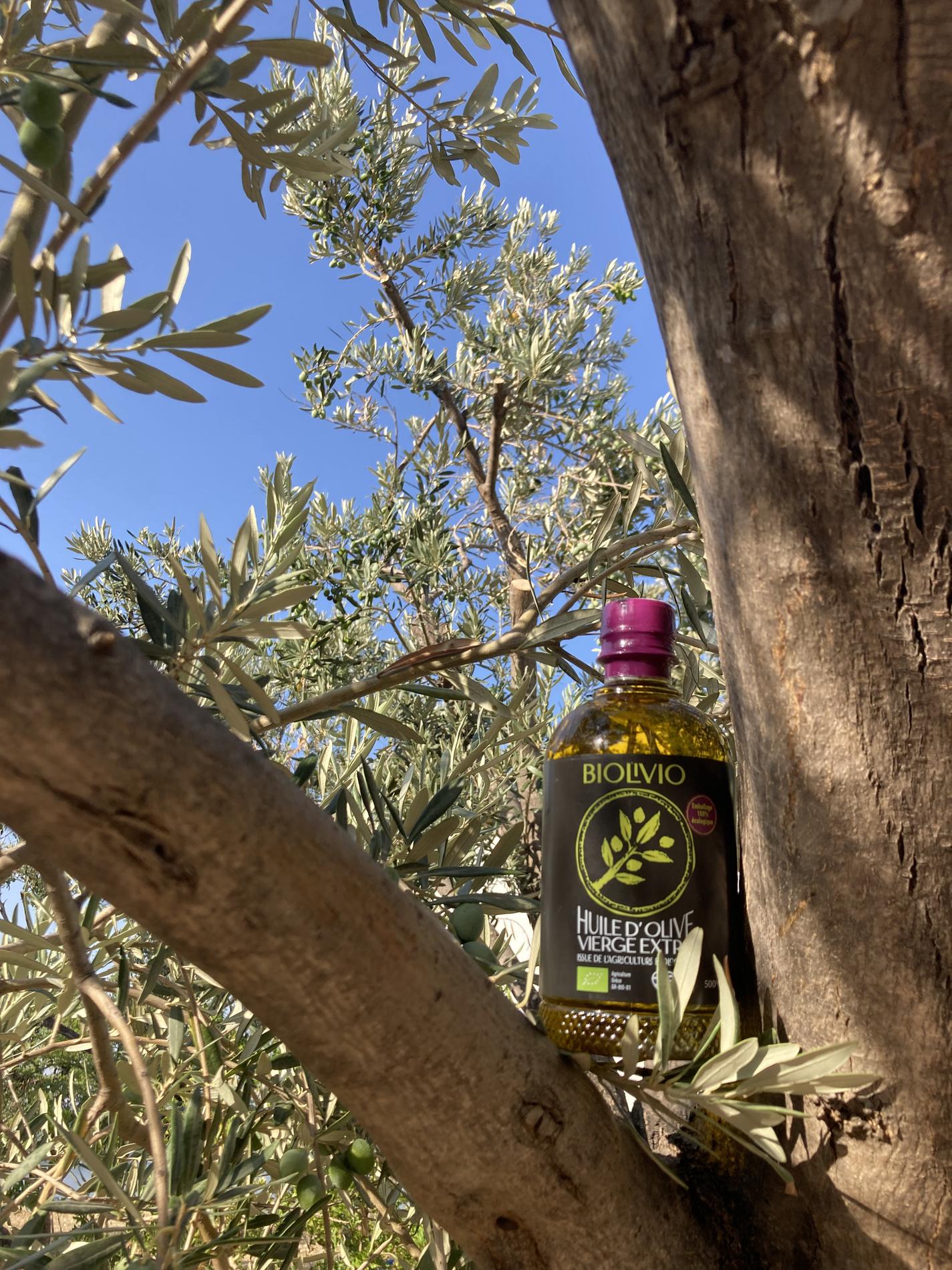 Bouteille Biolivio dans les branches d'un olivier de Crète