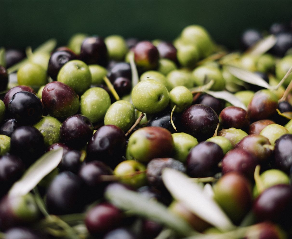 Olives Koroneiki vertes et noires fraîchement récoltées à la main